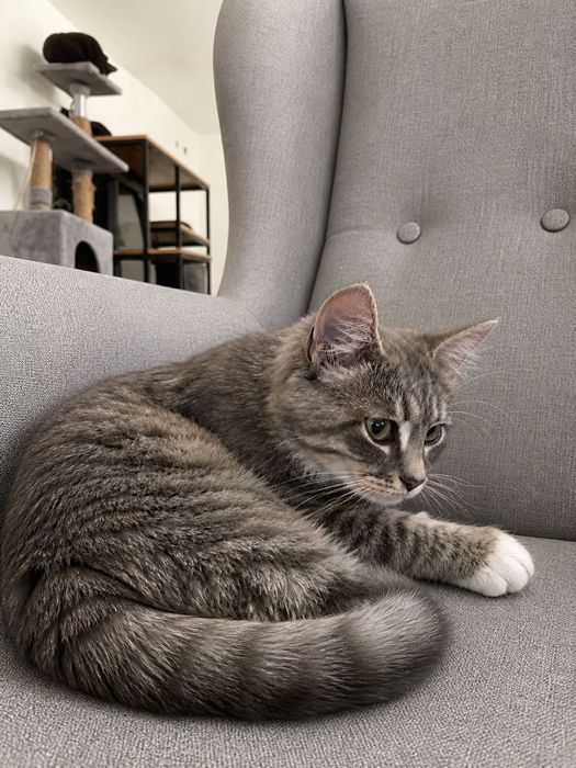 Котик в добрые руки