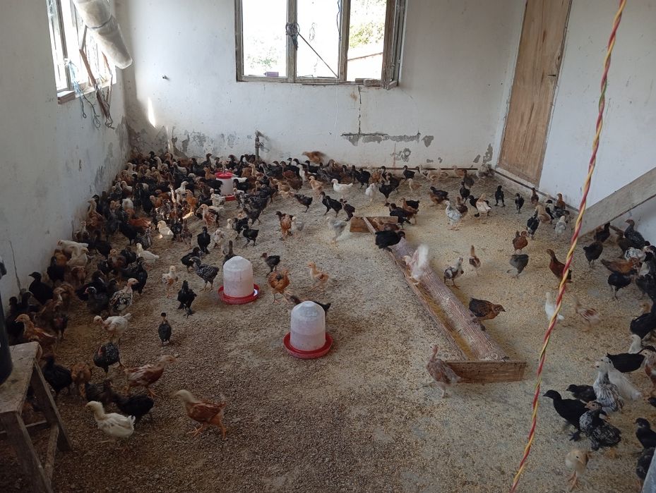 Vand pui de și găini.