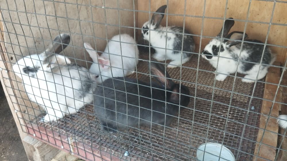 Продаются кролики.