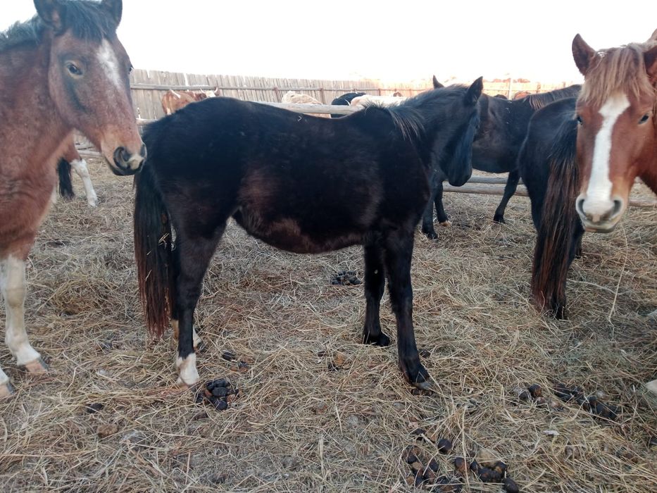 Продам кобылу двухгодовалую.