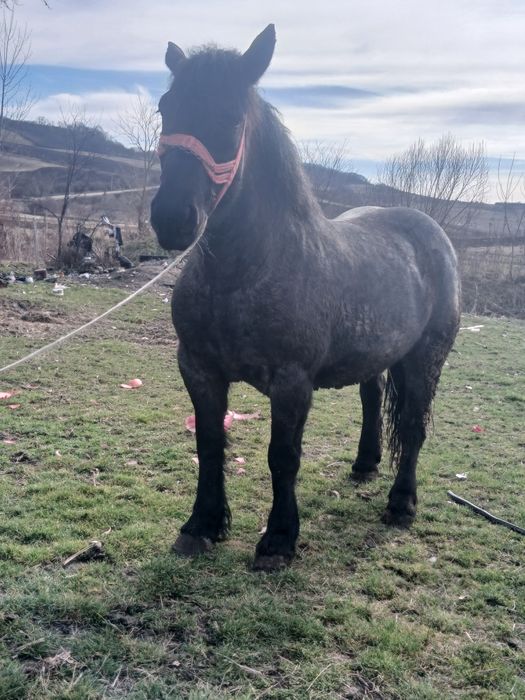 De vânzare o iapa de 5 ani se vide orgent