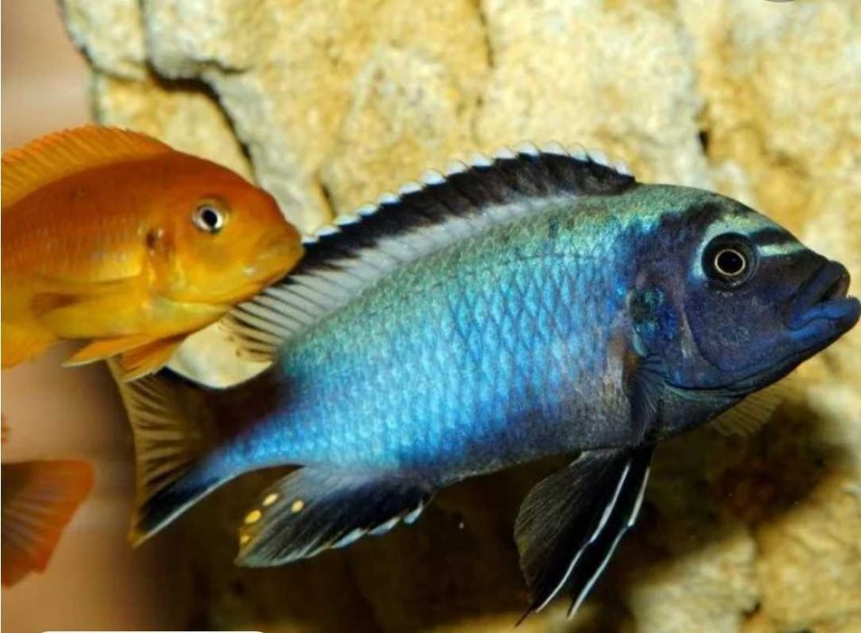 Мембе дип - Цихлида