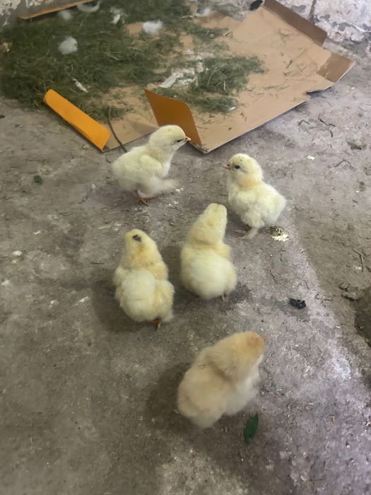 Продаются Цыплята Брама