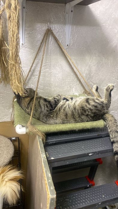 Кот в добрые руки