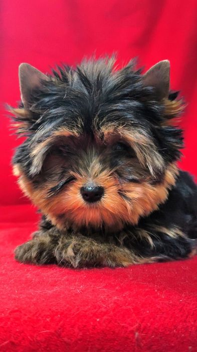 Щенки Йоркширского терьера