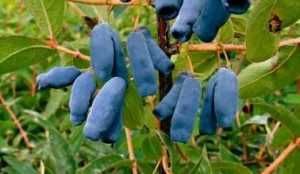 Mur, aronia, agris, zmeur, afin, lonicera si stoloni de capsuni!