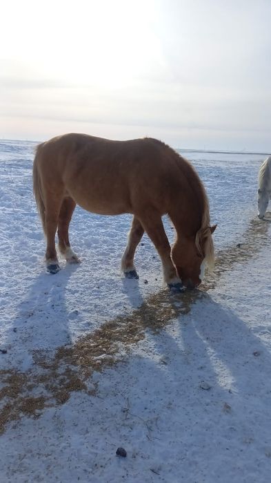 Продажа лошедеи на разведение