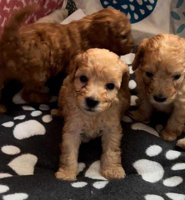Poodle miniature (poodle pitic)