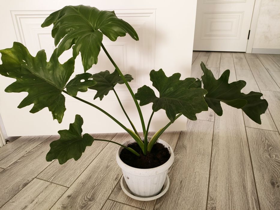 Комнатные цветы. Доставка