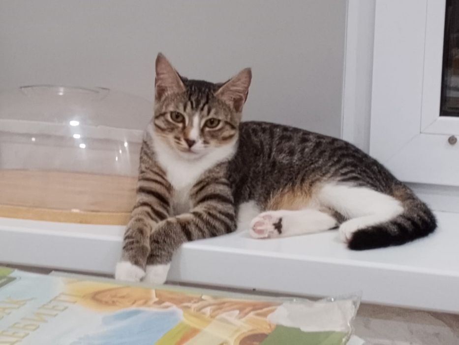 Отдам бесплатно котенка