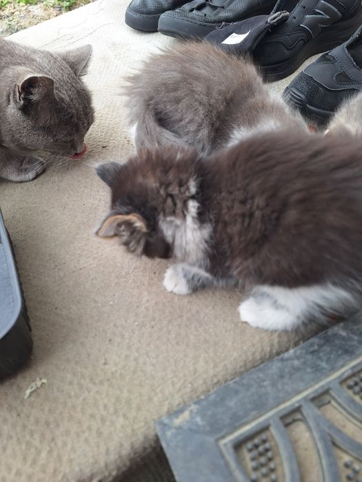 Котята бесплатно