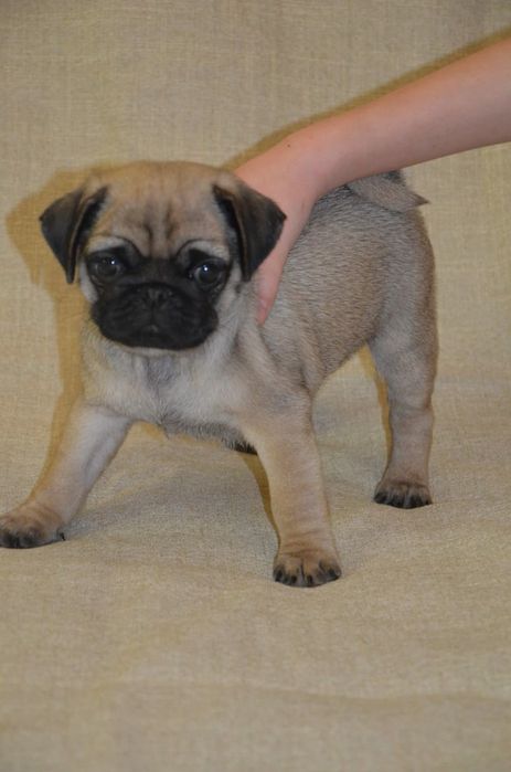 Продам шикарных щенков мопса