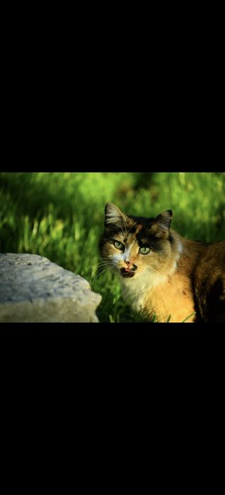 canon eos 650d тушка
