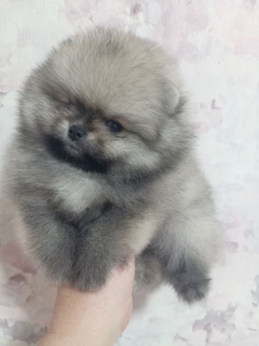 Продам щенка шпица
