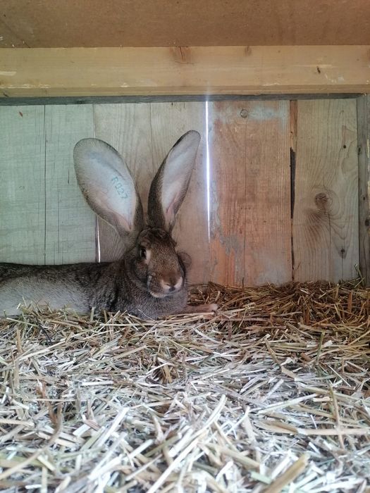 Iepuri urias german, adulti si pui