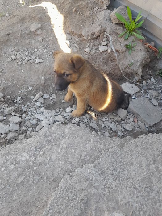 Отдам в хорошие руки