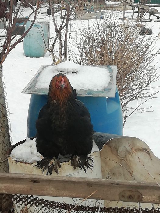 Продам инкубационные яйца