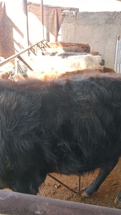 Продам 5 крепких бычков