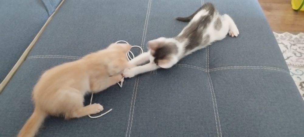 Отдам в добрые руки