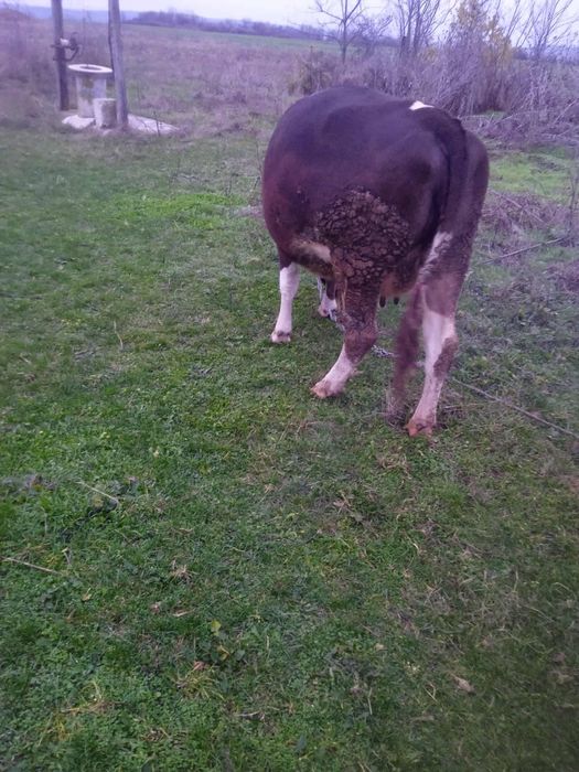 Vand Vaca la a 2 fatare