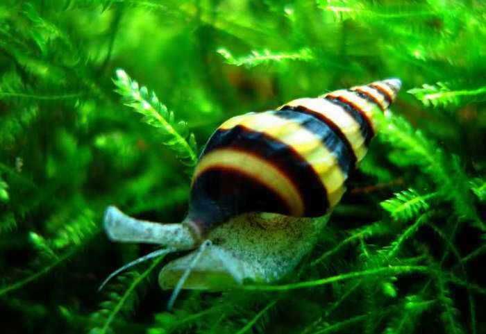 продаётся улитка Хелена хищник