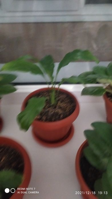 Продам Комнатные цветы