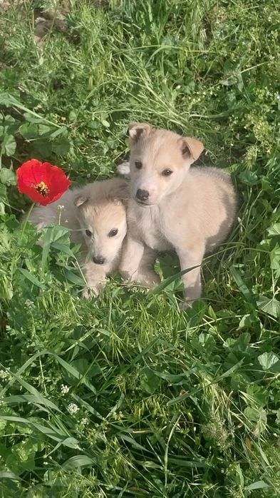 Хаски щенята продаем