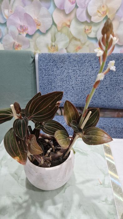 .Лудисия.Орхидея благородная.