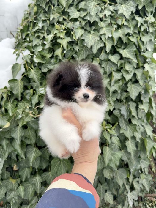 Померан мини момче. Померанче