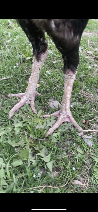 Инкубационные яйца дакан