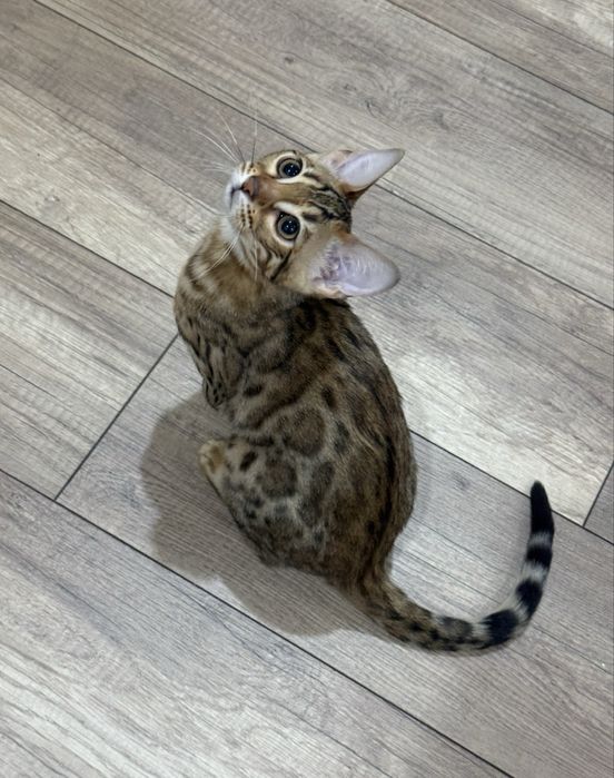 Бенгальская кошка, 7 месяцев