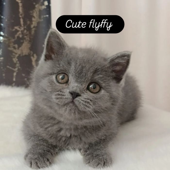 Питомник Cute flyffy
