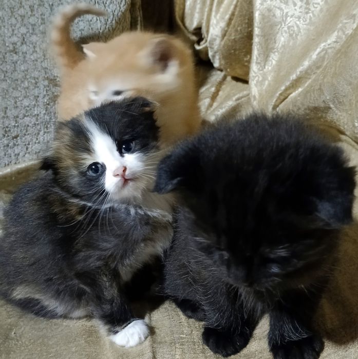 Котята вислоухие отдам в хорошие руки, Mushuk bolalari