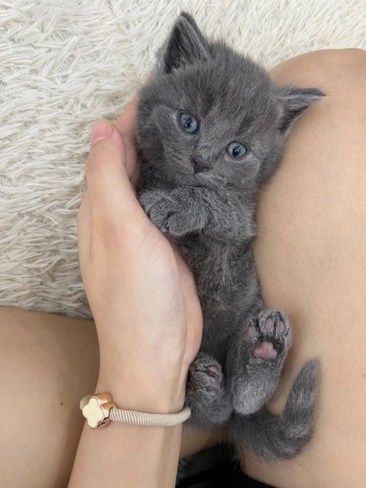 Котенки британцы