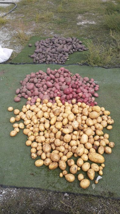 Продам картошку домашьная семена