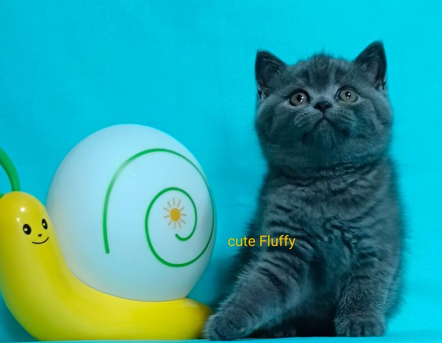 Ждут  пап и мам прекрасные клубные котята