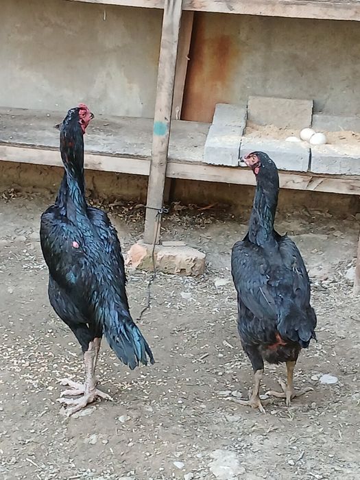 Продаю петуха с курицами