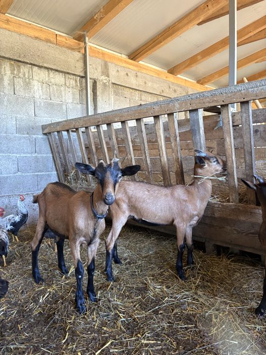 Lot de 4 capre si 4 iede alpine franceze
