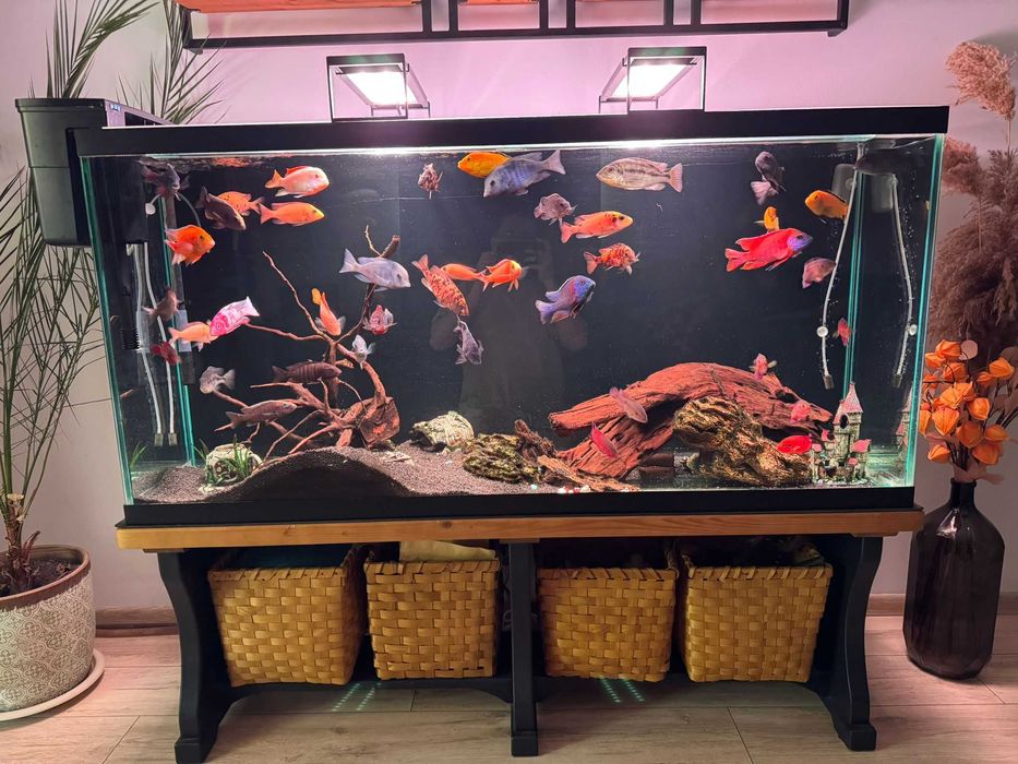 Vând acvariu complet echipat – 145 x 45 x 70 cm (~450 L) cu ciclide africane și echipamente premium