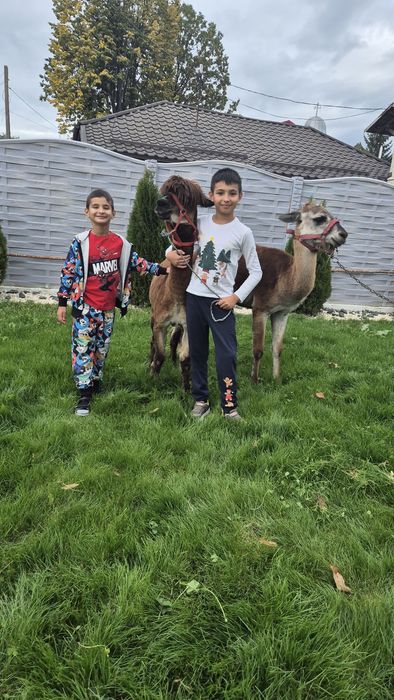 Mascul lama si mascul alpaca schimb cu alte animale