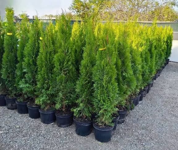 Tuia smaragd la ghiveci