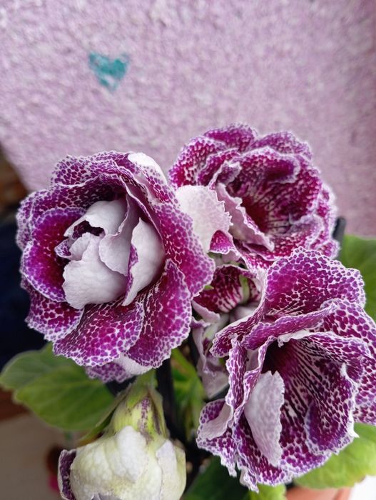 Сортовая махровая глоксиния