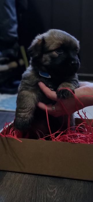 Отдам щенят в добрые руки