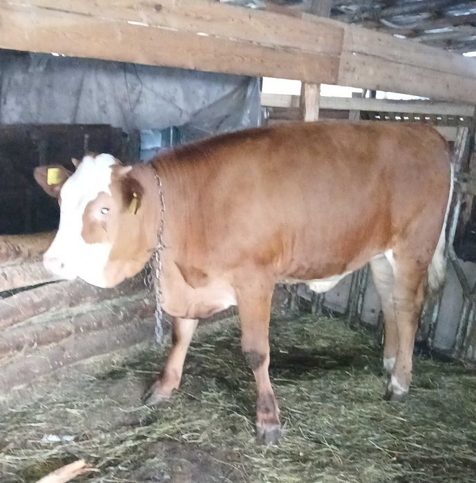 Vițea de vânzare de 7 luni din vacă bună de lapte