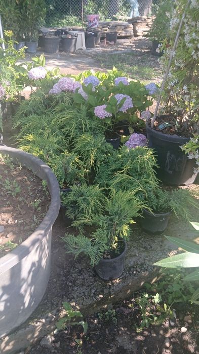 Hosta, Hortensia,eucalipt ,lavanda compactă