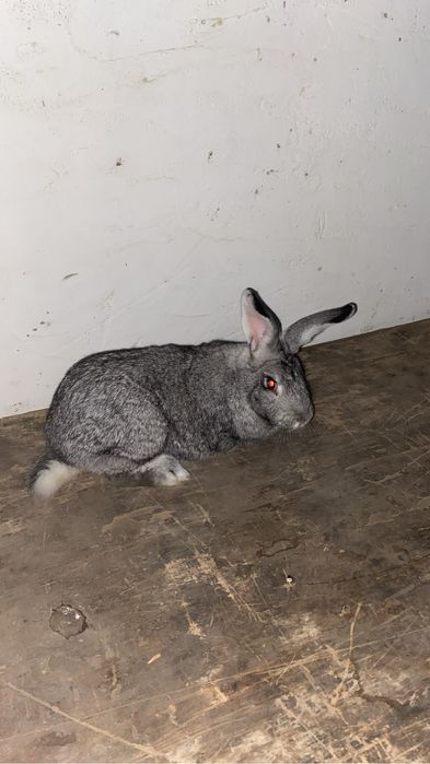 крольчиха породы шиншилла