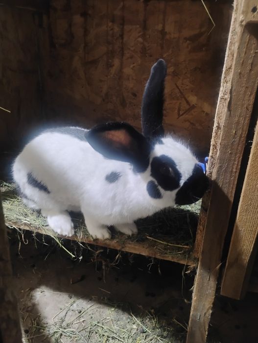 Uriaș pestriț german