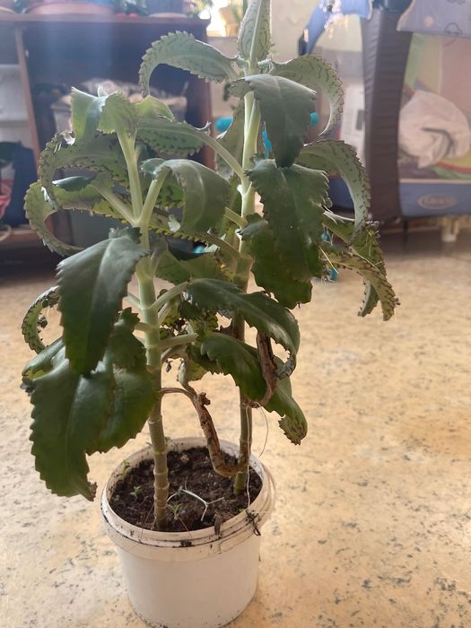 Лечебный каланхоэ