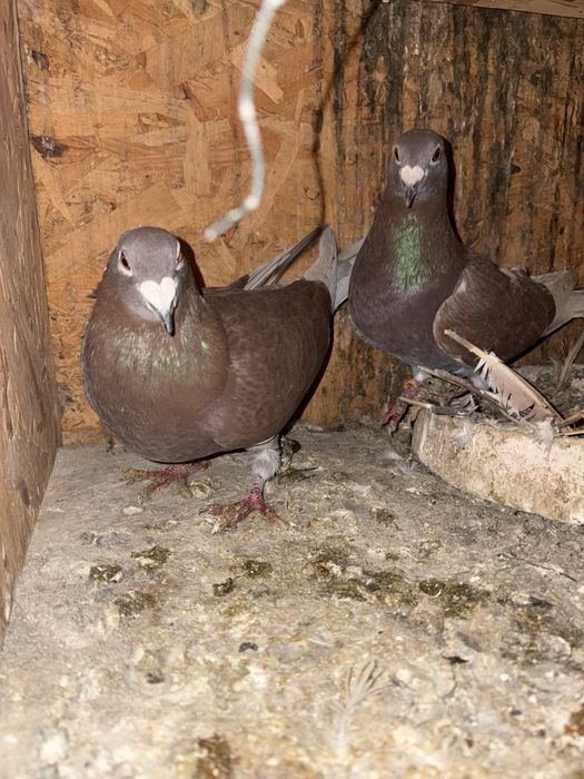 Vand o pereche de porumbeii voiajorii