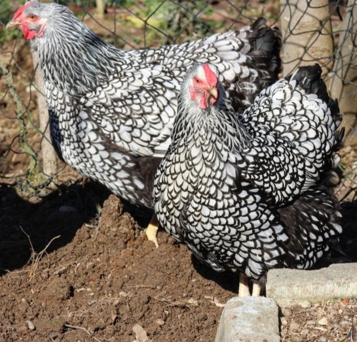 Виандот серебро на продажу